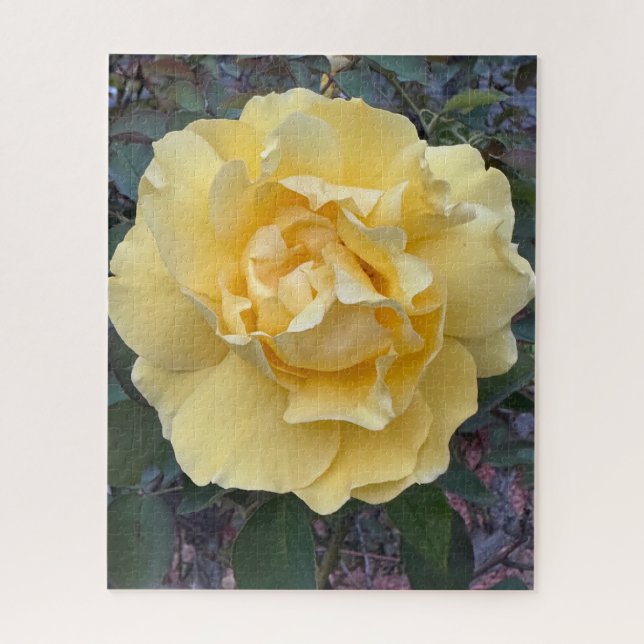 Puzzle Rose jaune, Oakland (Vertical)