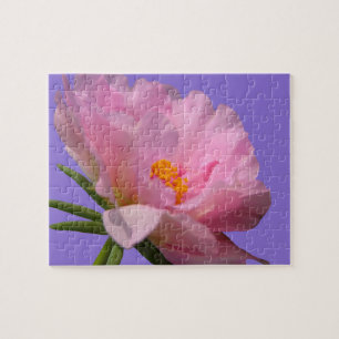 Puzzle rose Peony