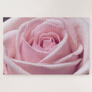 Puzzle Rose Rose Gros plan Photo