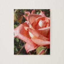 Rose rose pêche