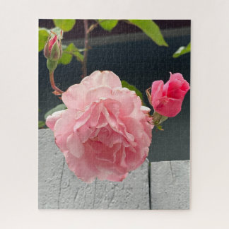 Puzzle Rose rose sur clôture en bois, Oakland
