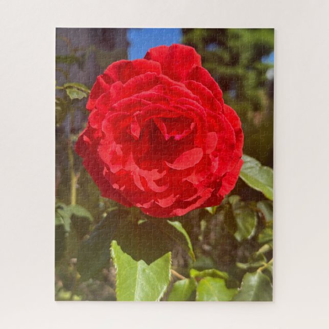 Puzzle Rose rouge, San Mateo (Vertical)