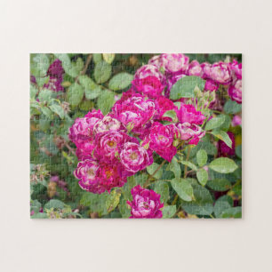 Puzzle Roses Dans Le Jardin