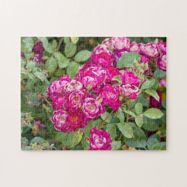 Puzzle Roses Dans Le Jardin (Horizontal)