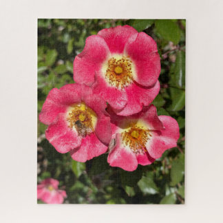 Puzzle Rosier Arbustif à Petite Fleur Rose Simple, San Ma