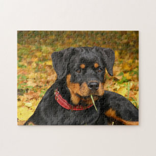 Puzzle Rottweiler Pup Allongé Sur Le Terrain Dans La Forê