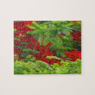 Puzzle Royal Poinciana