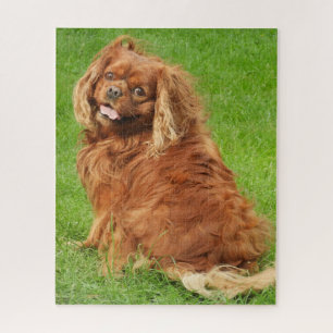 Puzzle Ruby Cavalier King Charles Spaniel Chien Jigsaw Pu