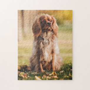 Puzzle Ruby Cavalier King Charles Spaniel Puppy Dog