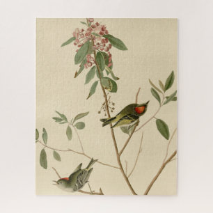 Puzzle Ruby couronné Wren (Kinglet) Audubon Birds Amériqu