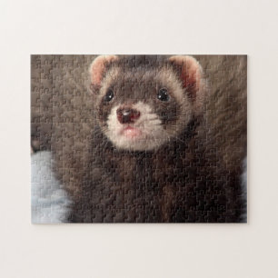 Puzzle Sable Weasel - Jabba le Ferret