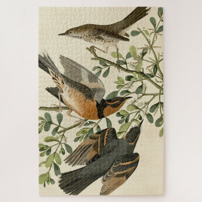 Puzzle Sage Thrasher and Varied Thrush, Audubon's Birds (Vertical)