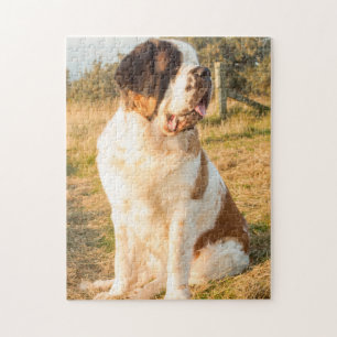 Puzzle Saint Bernard dog in the sunset