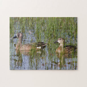 Puzzle Sarcelle à ailes bleues mâle et femelle en zone hu