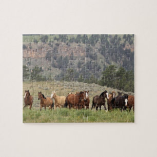 Puzzle sauvage de mustang avec la boîte-cadeau