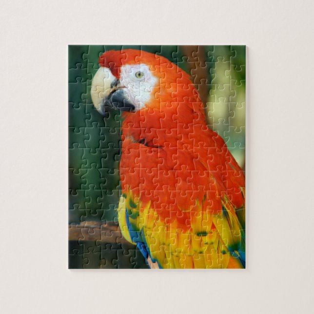 Puzzle Scarlet Macaw (Vertical)