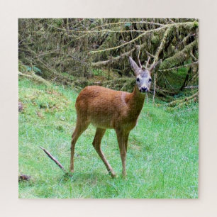 Puzzle Scène forestière élégante avec un chevreuil mâle,