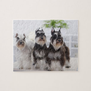 Puzzle Schnauzers miniatures debout au bord de la table
