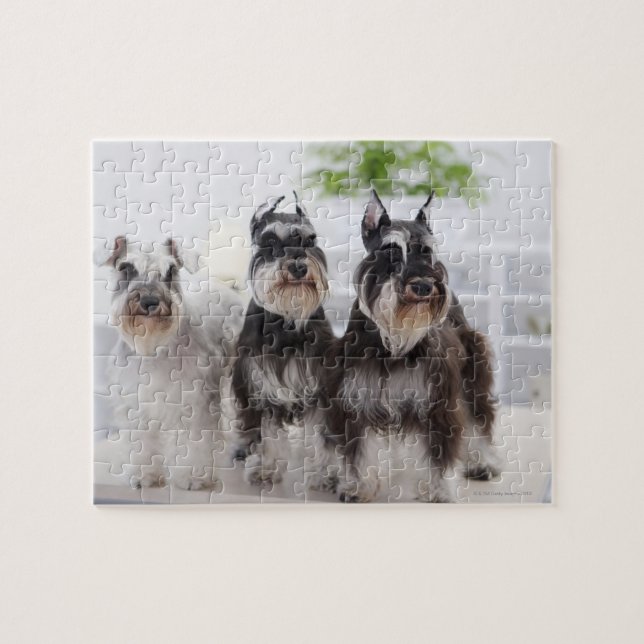 Puzzle Schnauzers miniatures debout au bord de la table (Horizontal)