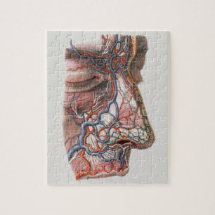 Puzzle Science vintage Anatomie humaine, Visage avec nez