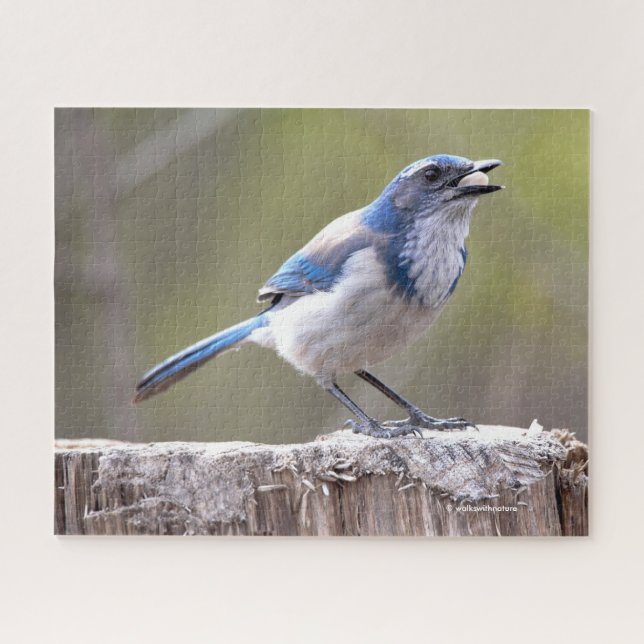 Puzzle Scruter la Californie Jay Songbird sur Treestump (Horizontal)