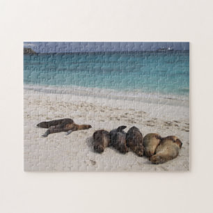 Puzzle Sea Lions