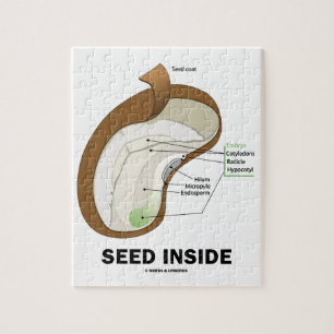 Puzzle Semences à l'intérieur (Dicotyledon Bean Seed An