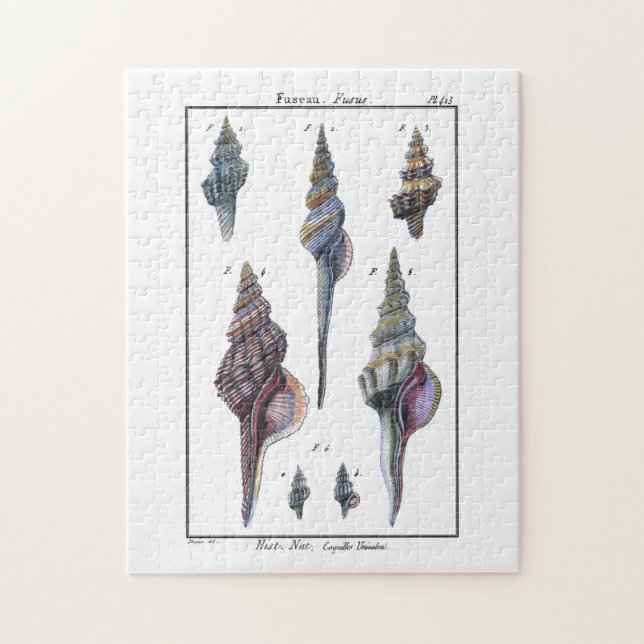 Puzzle Sept Coquillages Colorés (Vertical)