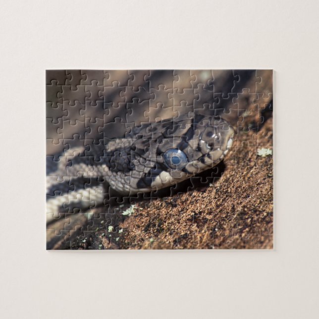 Puzzle serpent (Horizontal)