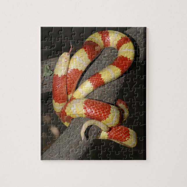 Puzzle Serpent de lait (Vertical)