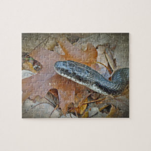 Puzzle Serpent de rat noir - Elaphe obsoleta obsoleta