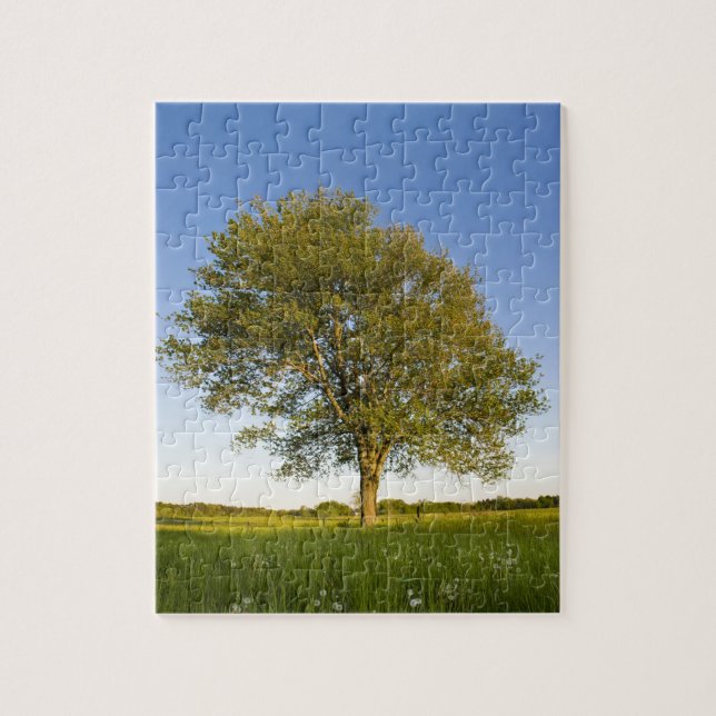 Puzzle Seul érable dans un champ de foin à la ferme Raymo (Vertical)