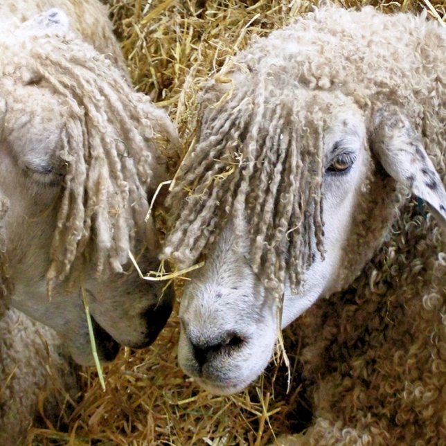 PUZZLE SHEEP (Créateur téléchargé)