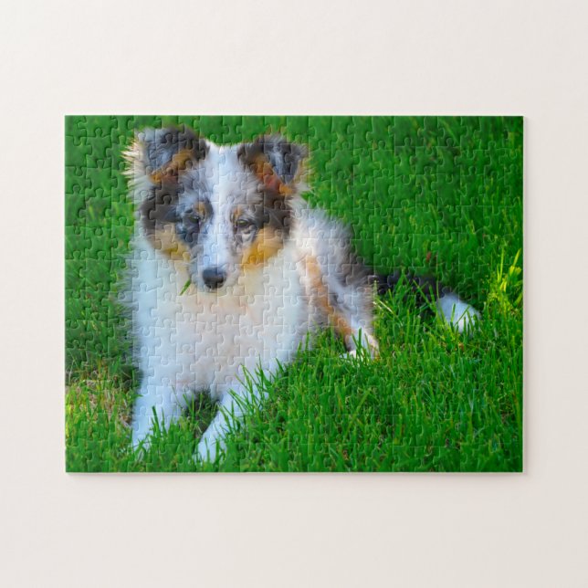 Puzzle Shetland Sheep Chien Jigsaw. (Horizontal)