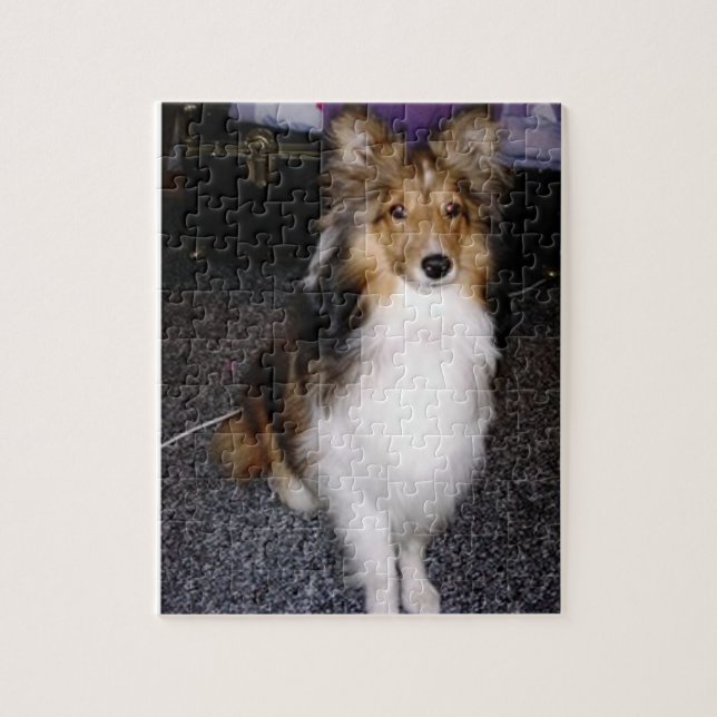 Puzzle shetland sheepdog assis 2 (Vertical)
