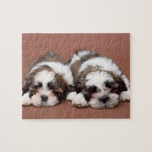 Puzzle Shih Tzu