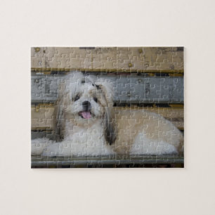 Puzzle Shih Tzu
