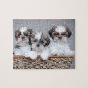 Puzzle Shih Tzu puppies