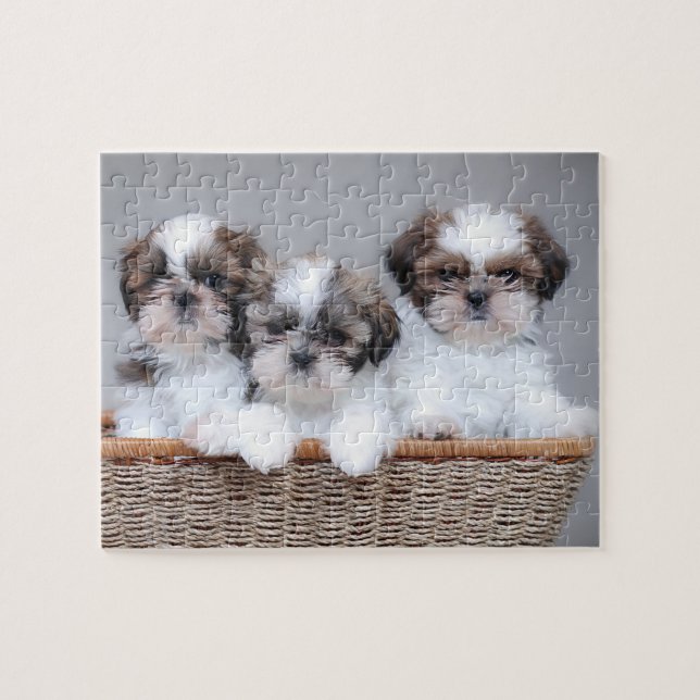 Puzzle Shih Tzu puppies (Horizontal)