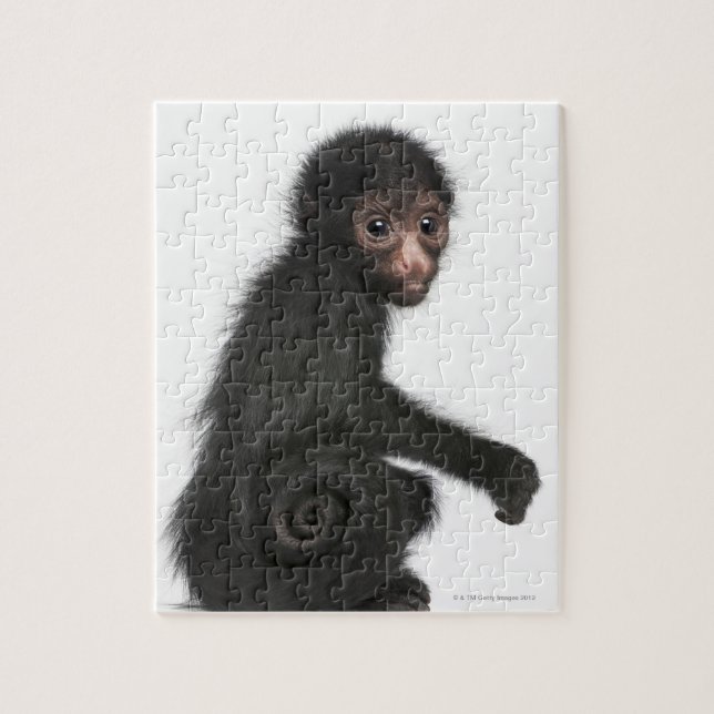 Puzzle Singe à tête rouge - Ateles paniscus (3 (Vertical)