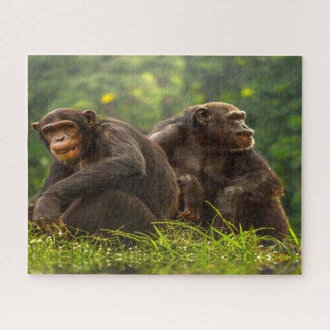 Puzzle Singe Chimpanzé. (Horizontal)