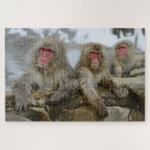 Singes des neiges dans une piscine de printemps ch