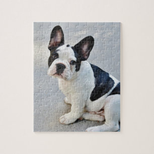 Puzzle sitting french bulldog
