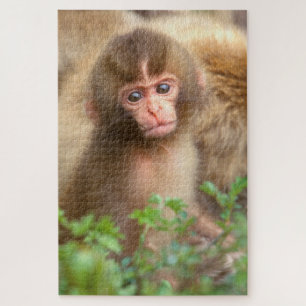 Puzzle Snow Monkey Baby Portrait