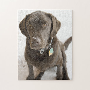 Puzzle Snow Sprinkled Chocolate Lab Photograph