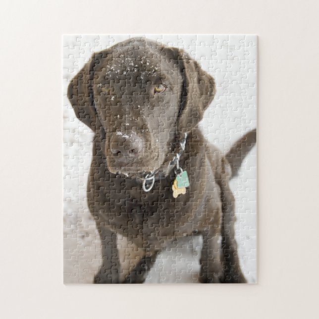 Puzzle Snow Sprinkled Chocolate Lab Photograph (Vertical)