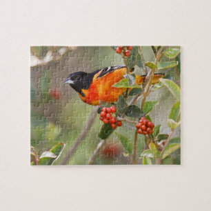 Puzzle South Padre Island, Texas, États-Unis, Oriole de B