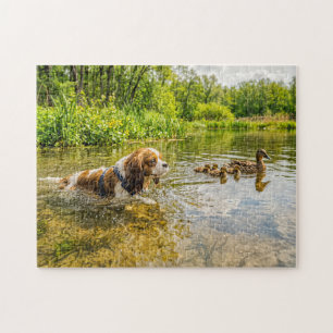 Puzzle Spaniel nageant aux côtés d'une famille de canards