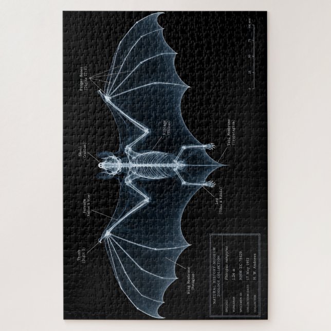 Puzzle Spécimen de musée de squelette de chauve-souris au (Vertical)