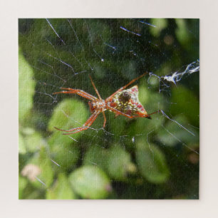 Puzzle Spider on Web Arachnid Insect Macro Nature Photo